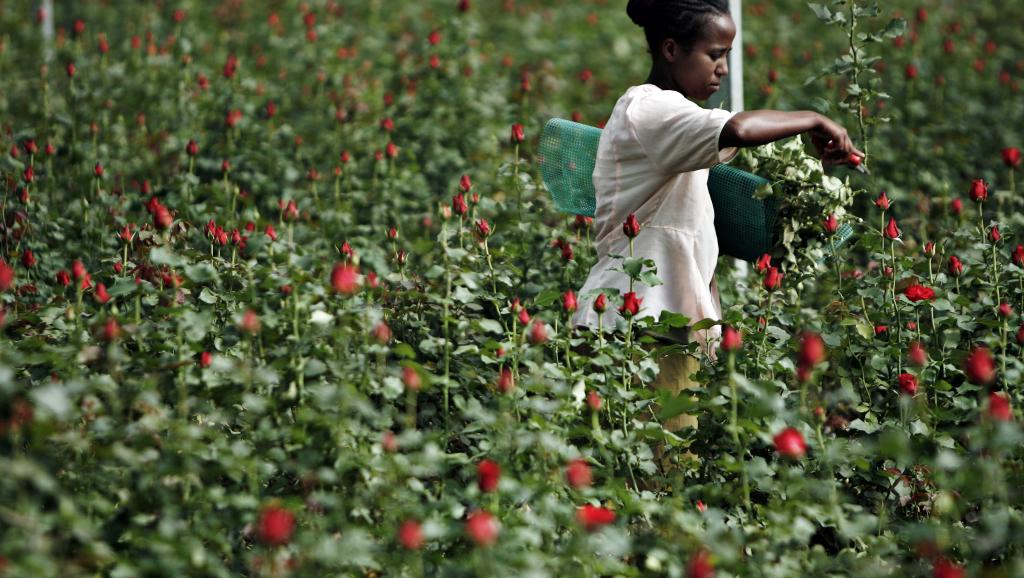 رَحيقُ 14 مليون زهرة من بَسَاتين إثيوبيا يفوح بالعالم في عيد الحُب